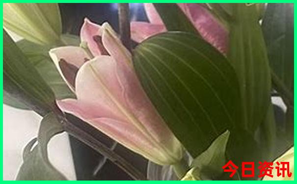 湖南湖北有什么好玩的地方